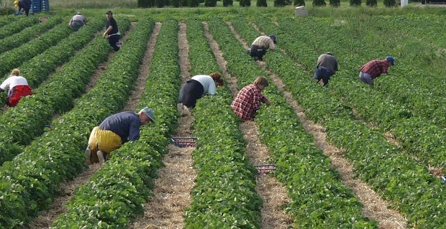 INSTAT: 9 qarqe te vendit e sigurojne punesimin ne sektorin e bujqesise