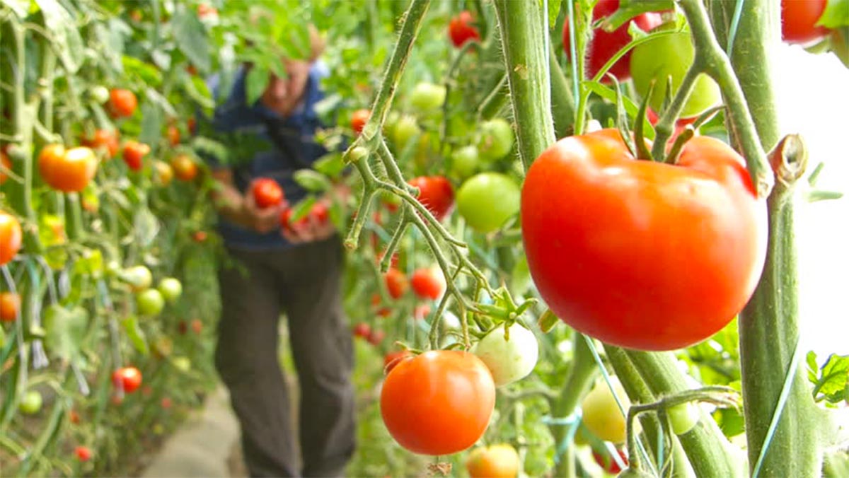 KLSH ngre alarmin: Shqipëria lejoi 10 pesticide të ndaluara nga BE