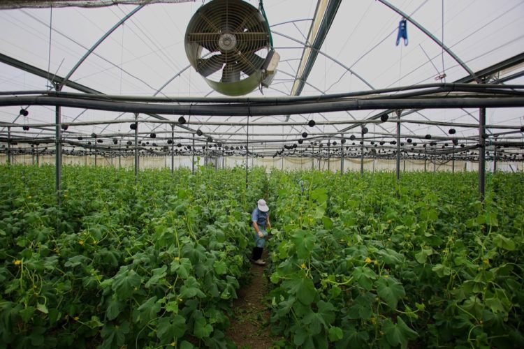 Punësimi në rënie, bujqësia dhe industria humbin në mijëra vende pune në 3-mujorin e dytë