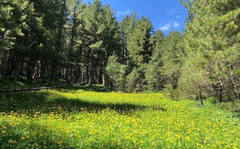Shqipëria në planin rajonal për rikthimin e pyjeve, në fokus Alpet dhe pellgu i Drinit