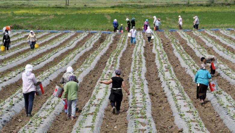 Shtyhet përsëri CENSI i bujqësisë, do realizohet në 2027, kostoja 11.7 mln euro